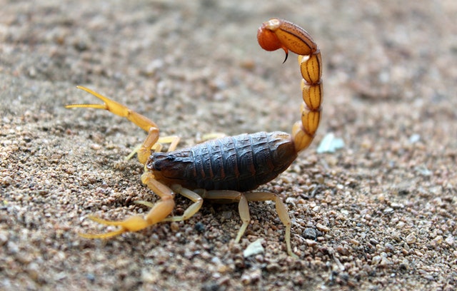 image of a scorpion needing pest control
